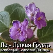 Фиалка ЛЕ - Лёгкая Грусть