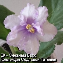 Фиалка ЕК - Снежный Барс