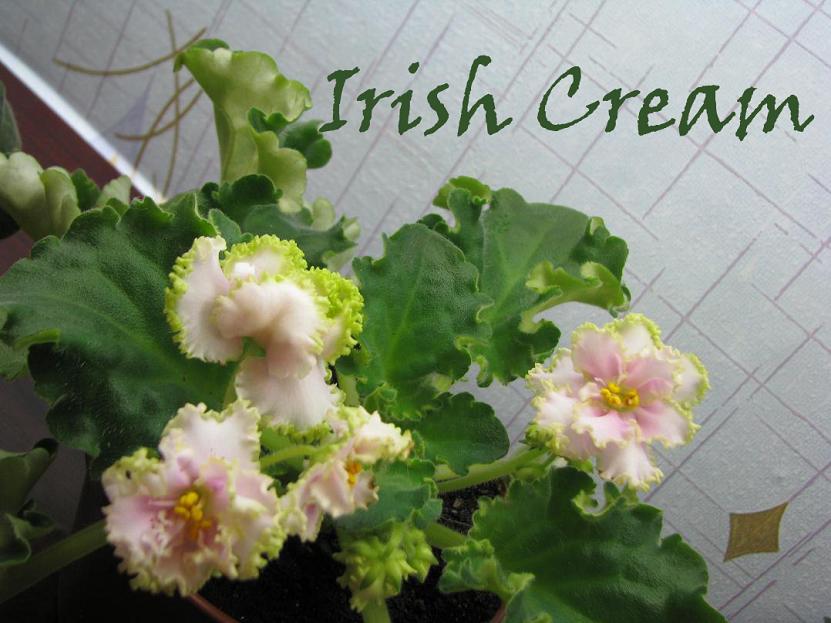 Фиалка Irish Cream 