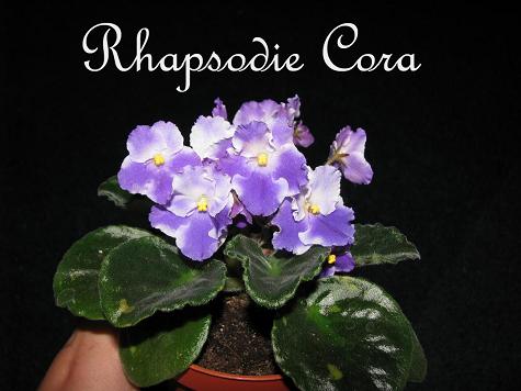  Rhapsodie Cora 