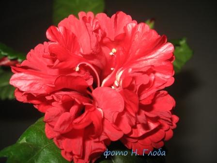  Carnation 