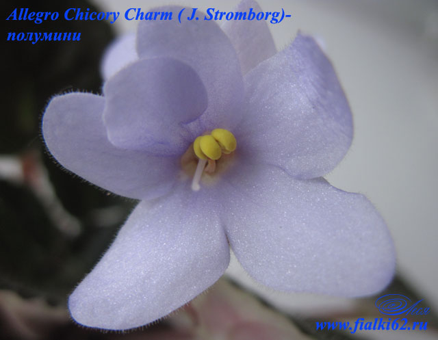  Allegro Chicory Charm 