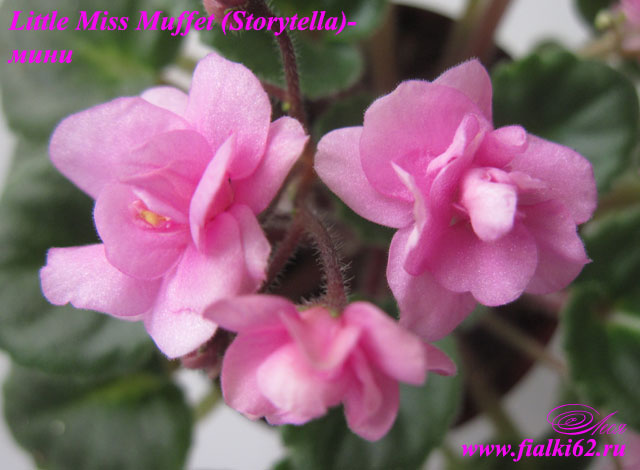  Little Miss Muffet (Storytella)- 