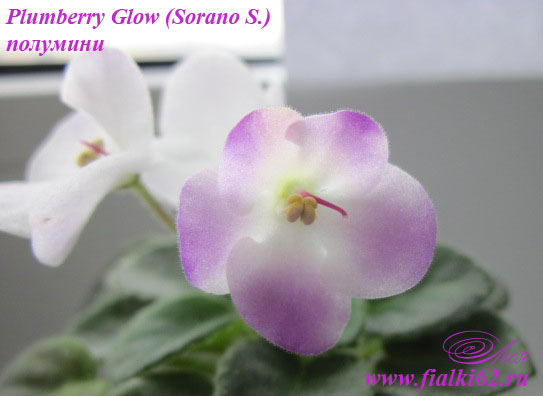  Plumberry Glow (Sorano S.)- 