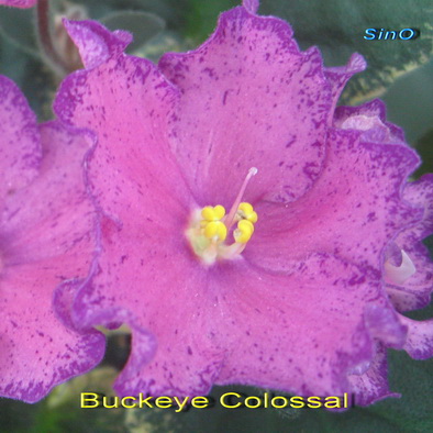  Buckeye Colossal 