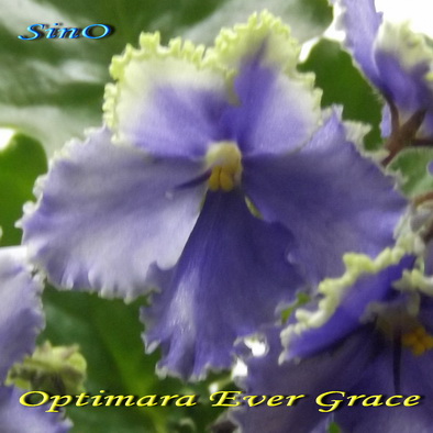  Optimara Ever Grace 