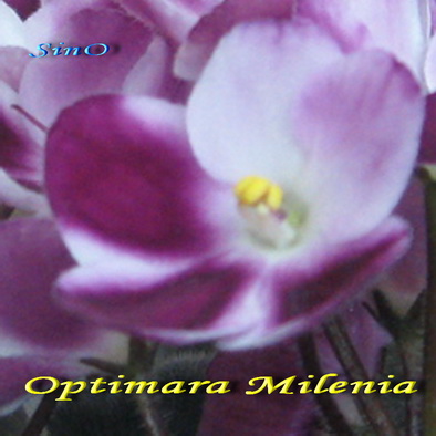  Optimara Milenia 