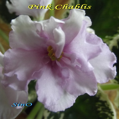  Pink Chablis 