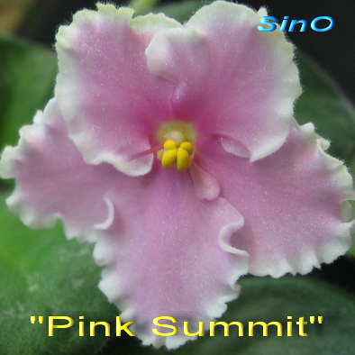  Pink Summit 