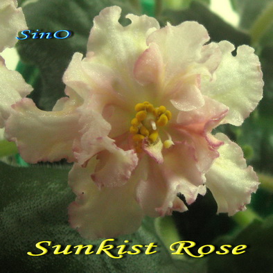  Sunkist Rose 