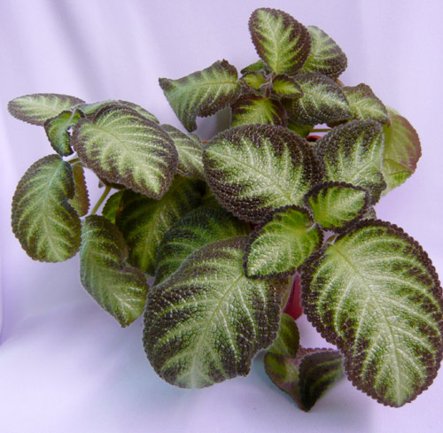  Episcia Y. () 