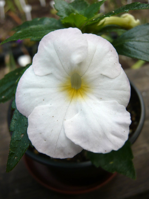 White glory. Ахименес White Glory. Ахименесы White Glory. Ахименес Вайт Глори спорт. Ахименес Yellow Glory.