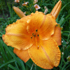 Лилия Mauna Loa