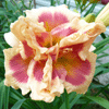 Лилия Peach Candy