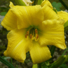 Лилия Double Yellow