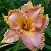 Лилия Sp. Starburst