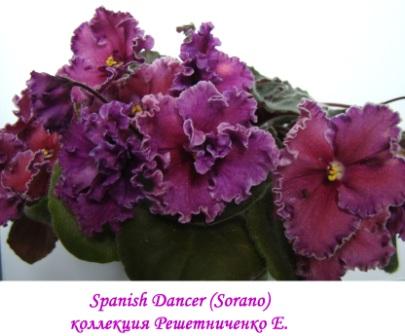  Spanish Dancer 