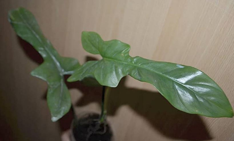  philodendron bipennifolium 