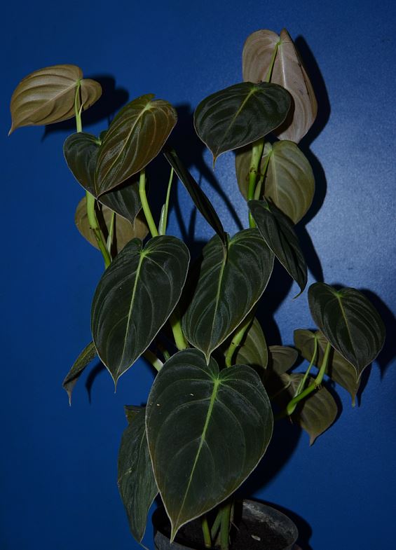  Philodendron Melanochrysum 
