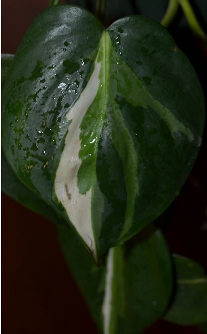  Philodendron oxycardium variegated-tricolor 