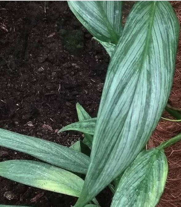  Philodendron Silver Spirit 