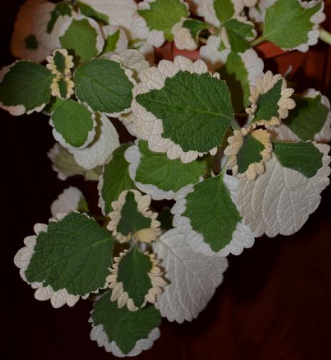  plectranthus forsteri marginatus 