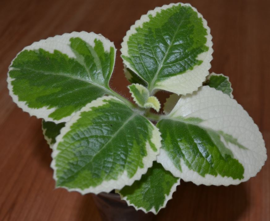  Plectranthus amboinicus  Variegated Cuban Oregano 