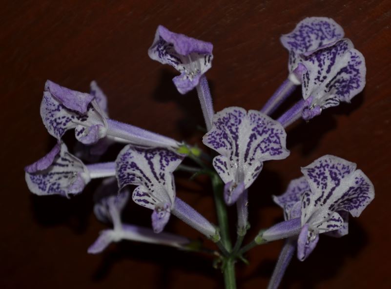  Plectranthus  Mona Lavender 