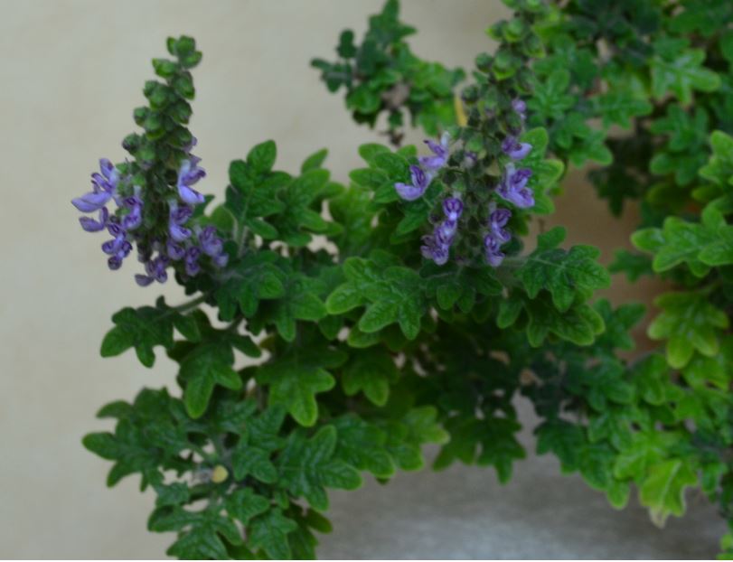  Plectranthus venteri 