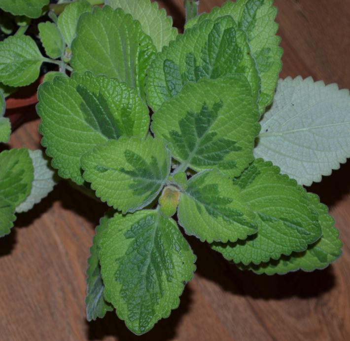  Plectranthus fosteri Green on Green 