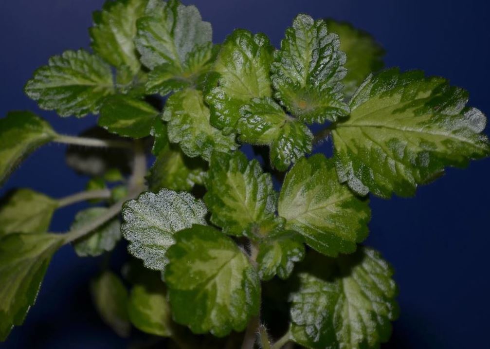  Plectranthus Madagascariensis Lothlorien Hybrid 