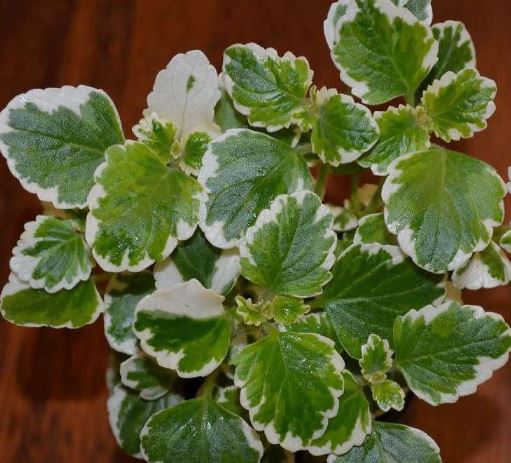  Plectranthus madagascariensis var madagascariensis 