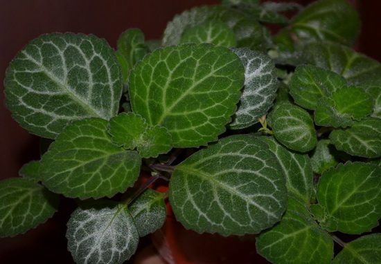  Plectranthus oertendahlii 