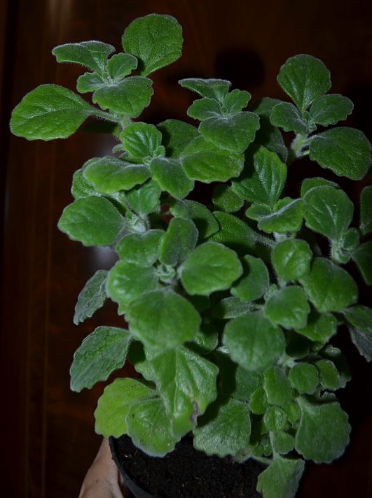  Plectranthus amboinicus 