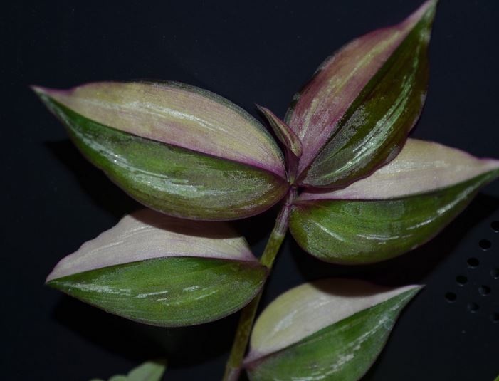  Tradescantia fluminensis Quadricolor 