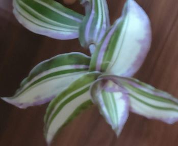  Callisia congesta white variegata