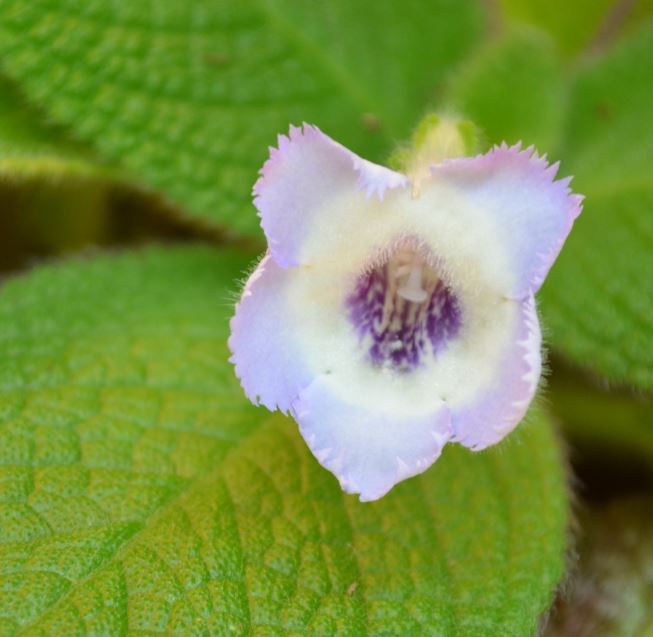  Blue Heaven Fimbriata 