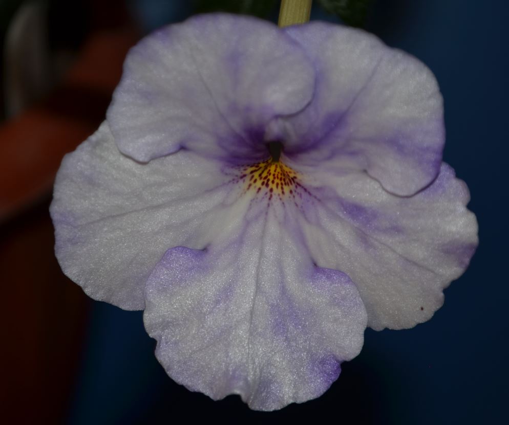 Ахименес ever Blue