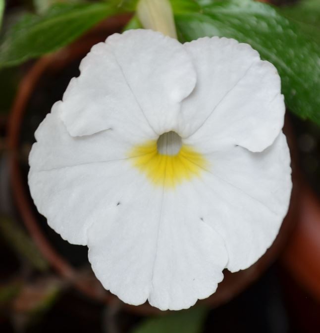 White glory. Ахименес White Glory. Ахименес Уайт. Ахименес Вайт Кристмас. Ахименес big Weiss.
