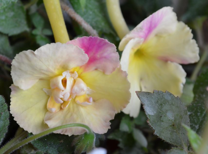  Yellow English Rose 