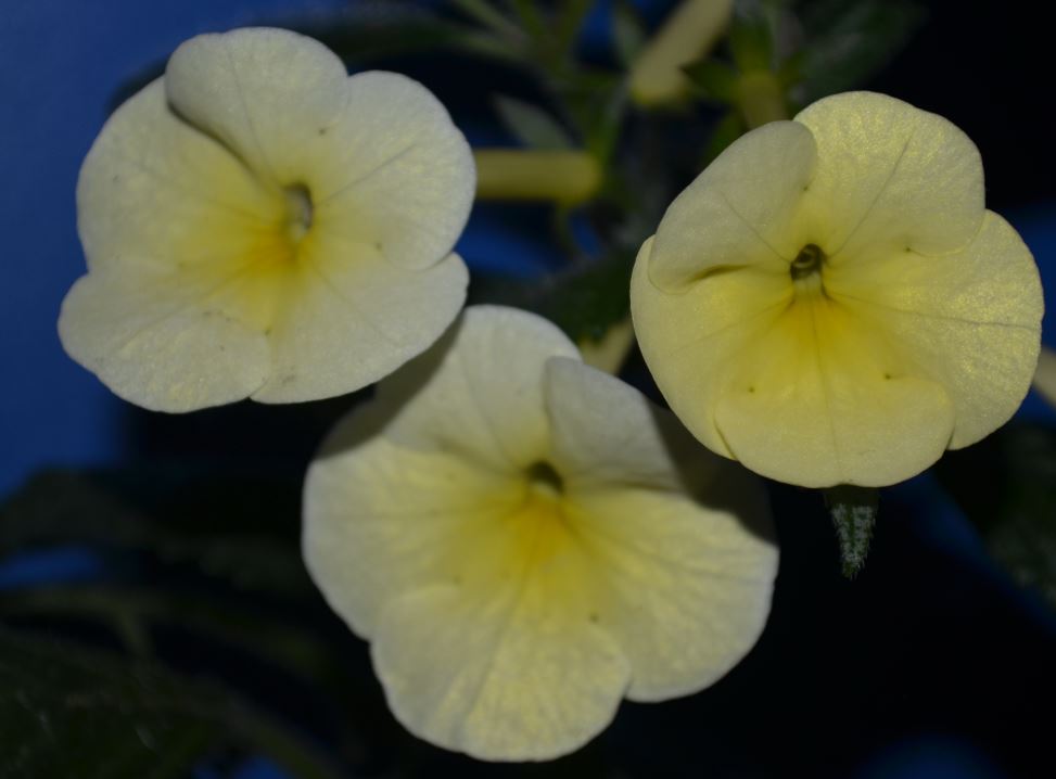  Achimenantha himalayan sunrise 