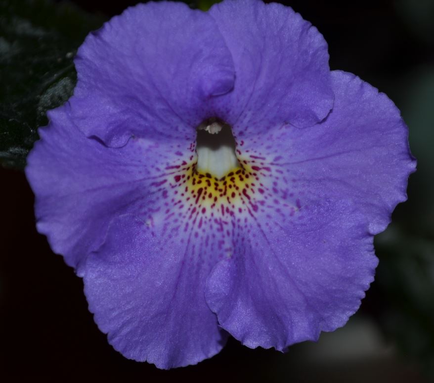  Achimenantha Texas Blue Bayou 