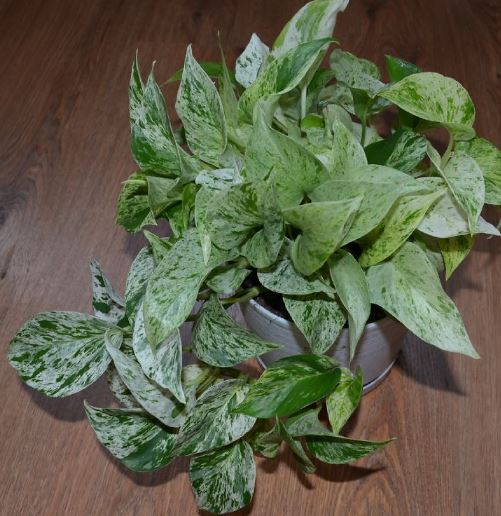  Epipremnum marble queen 