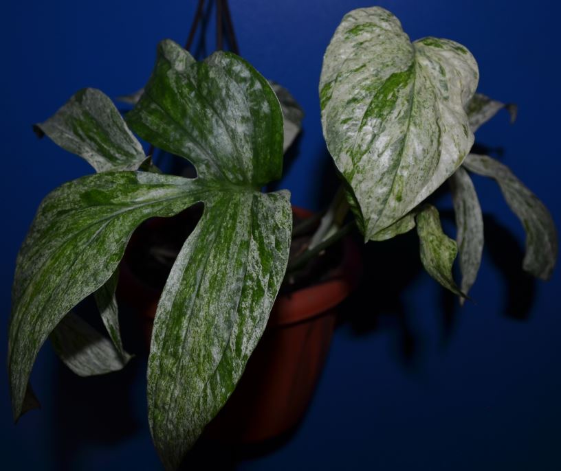  Epipremnum sp. T02 variegated 