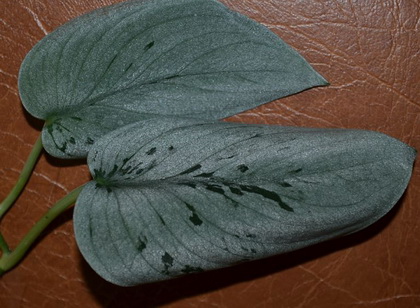  Epipremnum pictus 'Silver Ann' 