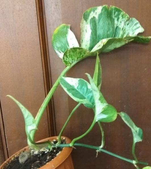  Epipremnum Giant Potos Tricolor variegated NEW - sp.big leaves white variegated 
