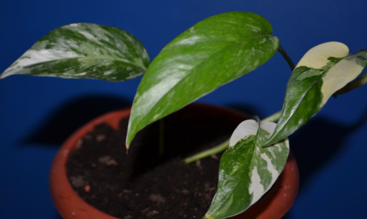  Epipremnum Pinnatum Albo Variegated 