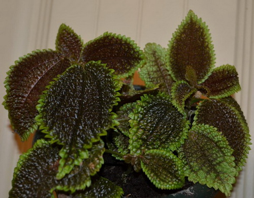      Pilea involucrata Moon Valley 