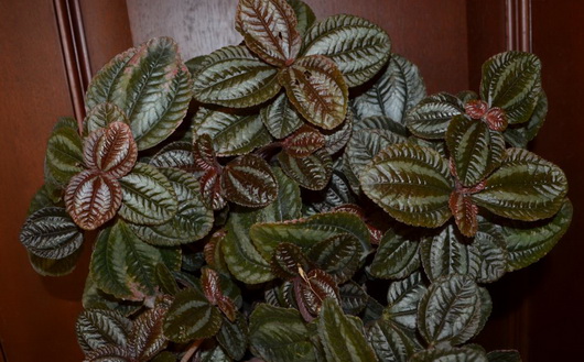     Pilea involucrata Norfolk 