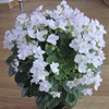 Фиалка White Roby